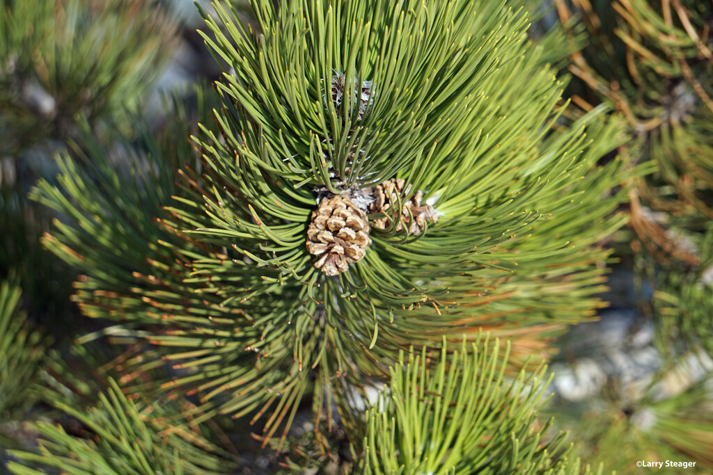Pinecones by larrysphotos