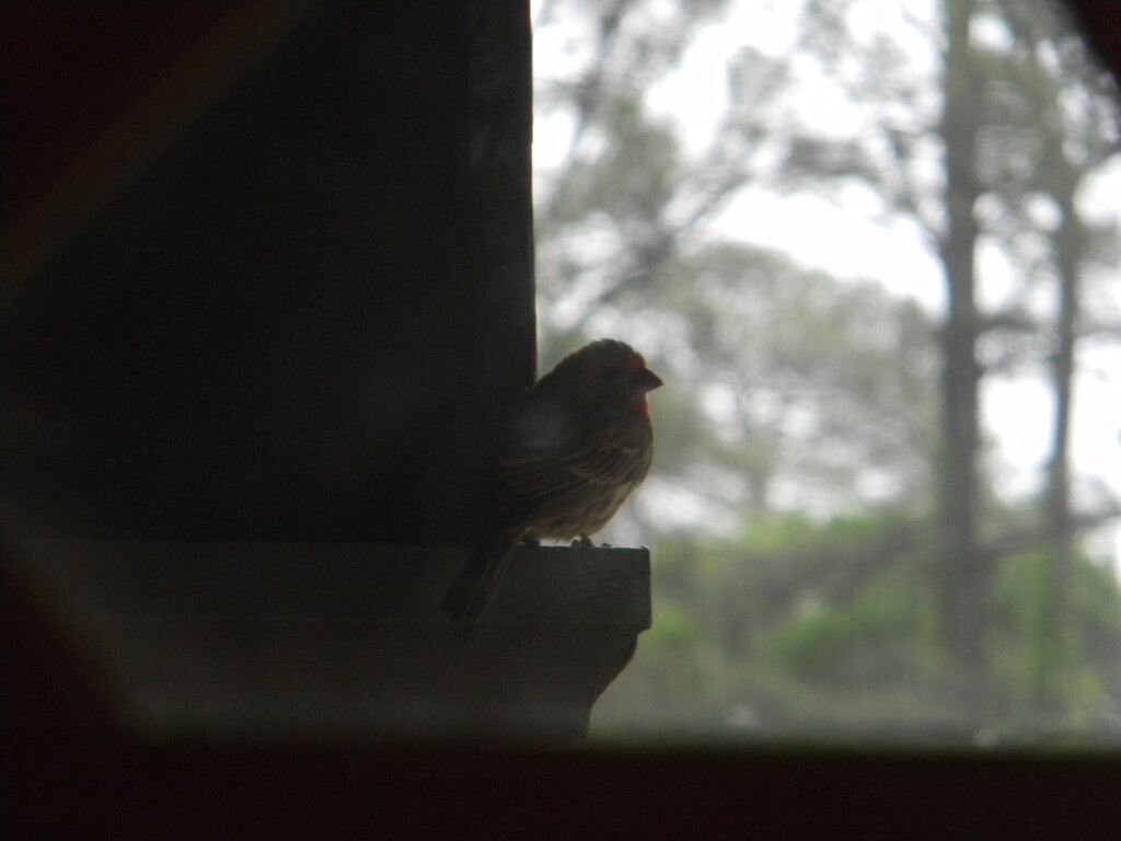 Finch on Porch  by sfeldphotos