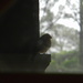 Finch on Porch  by sfeldphotos