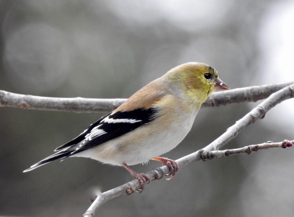 American Goldfinch by sunnygreenwood