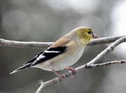 18th Mar 2023 - American Goldfinch