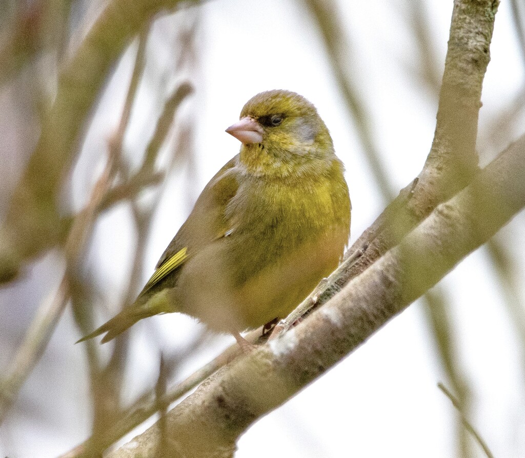 Greenfinch  by lifeat60degrees