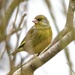 Greenfinch  by lifeat60degrees