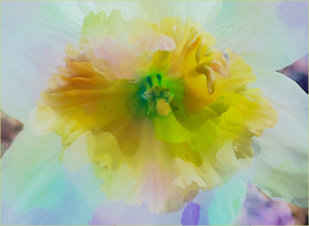 Daffodil Glow by olivetreeann