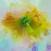 Daffodil Glow by olivetreeann