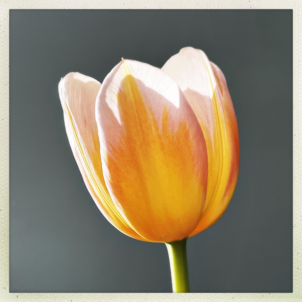 Sunny tulip by mastermek