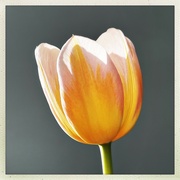 7th Apr 2023 - Sunny tulip
