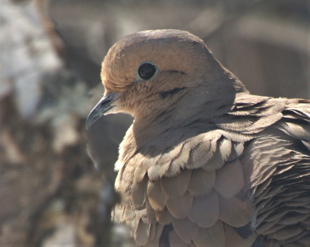 Mourning Dove  by radiogirl