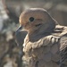 Mourning Dove  by radiogirl