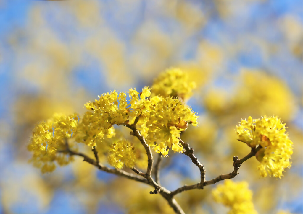 Spring Yellow by lynnz