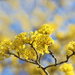 Spring Yellow by lynnz
