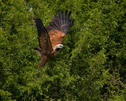 7th Apr 2023 - Black-collared Hawk