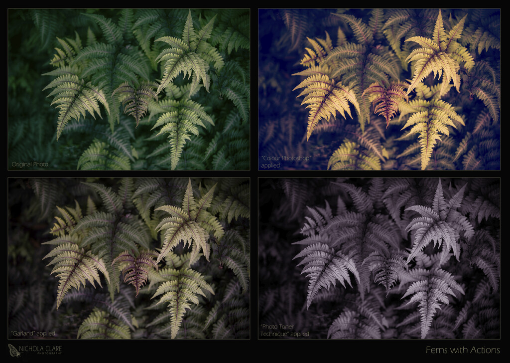 Ferns with Actions by nickspicsnz