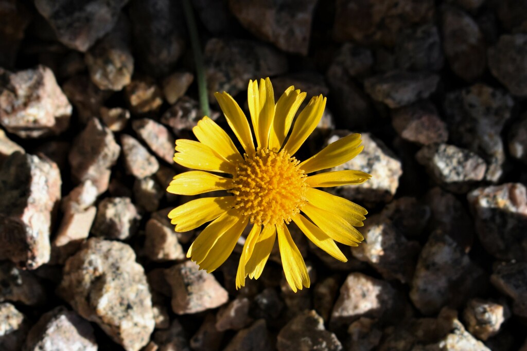 Desert Marigold by sandlily