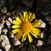 Desert Marigold by sandlily