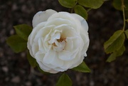 7th Apr 2023 - Rose full bloom