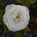 Rose full bloom by sandlily