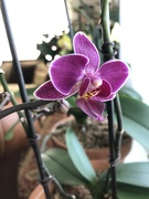 7th Apr 2023 - Orchid