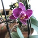 Orchid by loweygrace