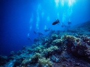 8th Apr 2023 - Reef dive