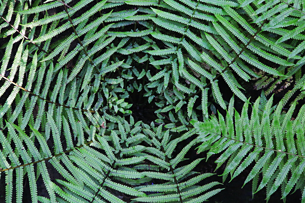 tree fern from above by kali66