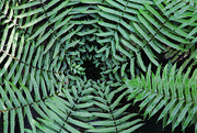 8th Apr 2023 - tree fern from above