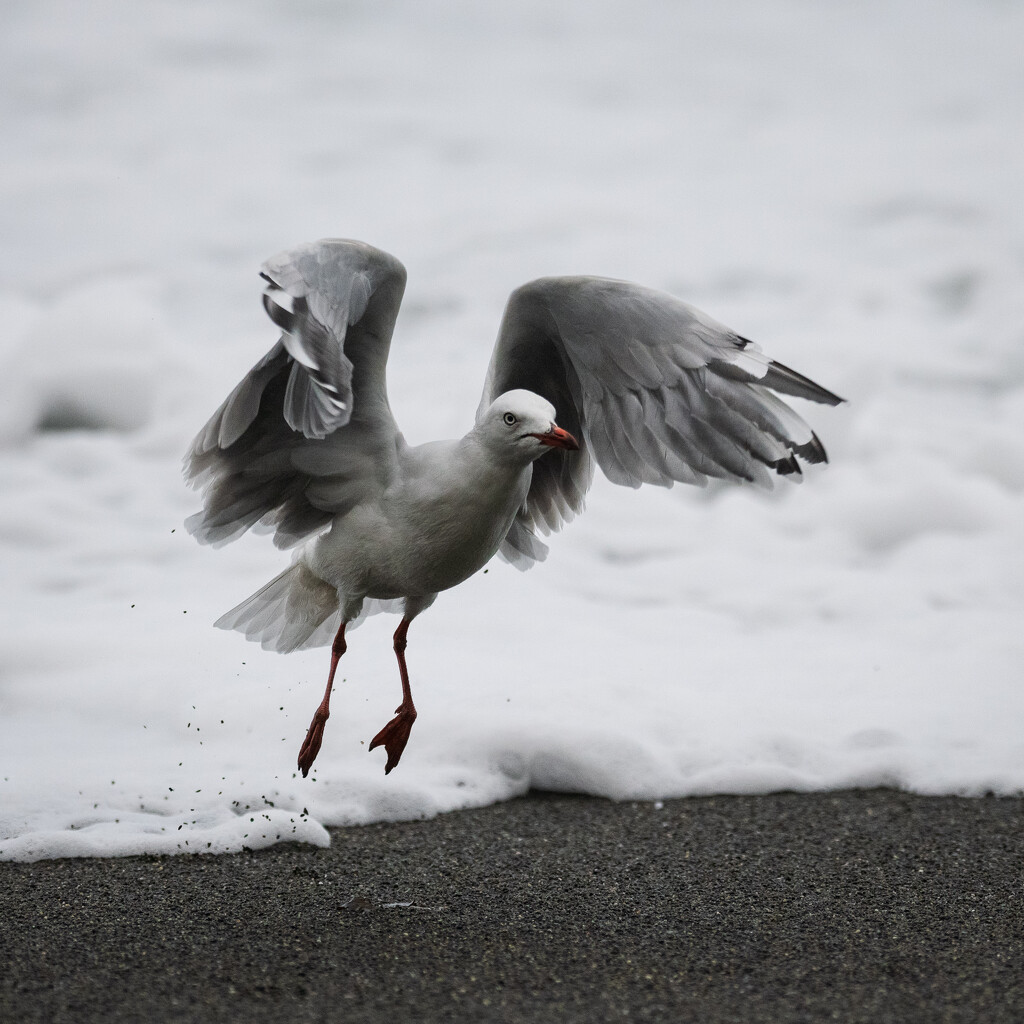Flying Seagull by yaorenliu