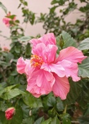 7th Apr 2023 - Hibiscus flower