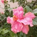 Hibiscus flower by salza