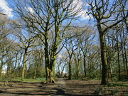 8th Apr 2023 - Trees in Cut Wood.