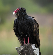 8th Apr 2023 - Turkey Vulture