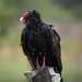 Turkey Vulture by dkellogg