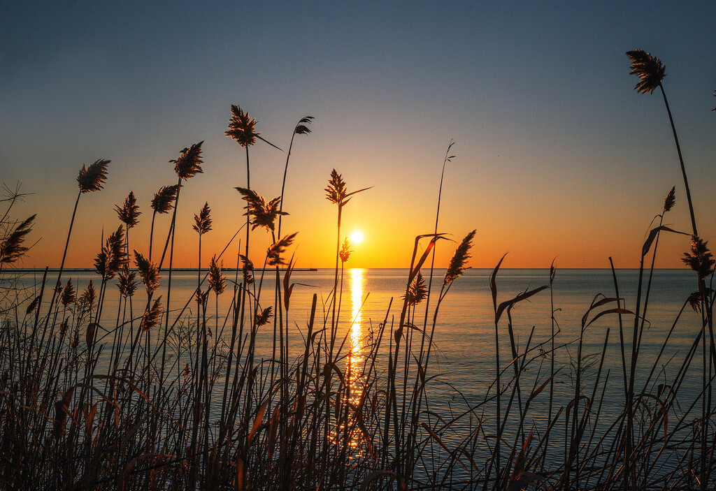 Sunrise Grasses by pdulis