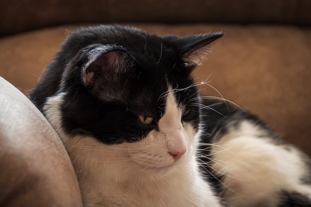 Sylvester Deep In Thought by swchappell