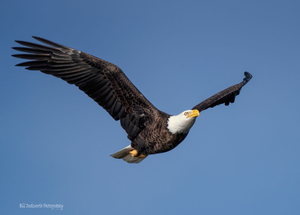 There be eagles by photographycrazy