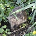 Hedgehog by susiemc