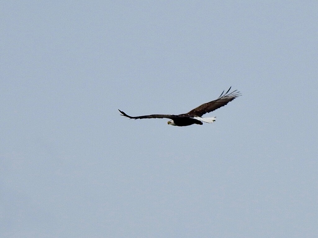 Bald Eagle! by sunnygreenwood