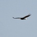 Bald Eagle! by sunnygreenwood