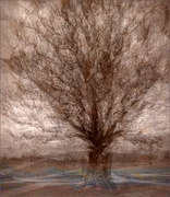 8th Apr 2023 - Impressions of a Magestic Oak