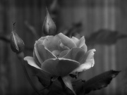 9th Apr 2023 - Simple rose...
