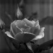 Simple rose... by marlboromaam