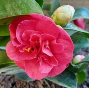 8th Apr 2023 - Camellia