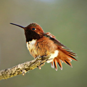 2nd Apr 2023 - allen's hummingbird
