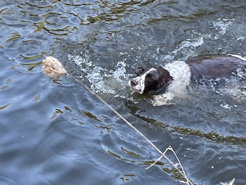 Flynn having a swim following a run Day 9 by Dawn