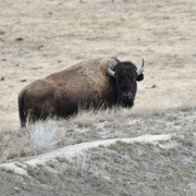 8th Apr 2023 - Bull Bison