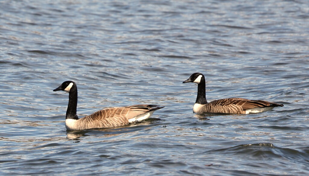 Canada Geese by corinnec