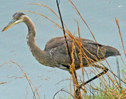 28th Mar 2023 - Mar 28 Blue Heron In Disney Pose Close Up IMG_2648AA