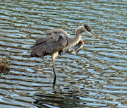 29th Mar 2023 - Mar 29 Blue Heron Puffed Up IMG_2680AA