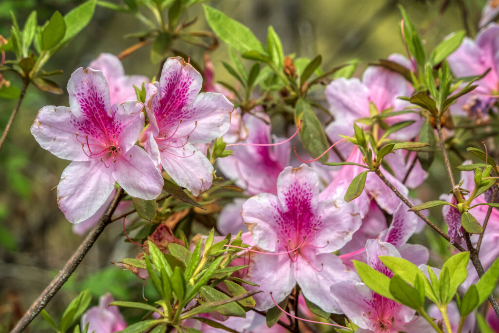 Azalea Blooms by kvphoto