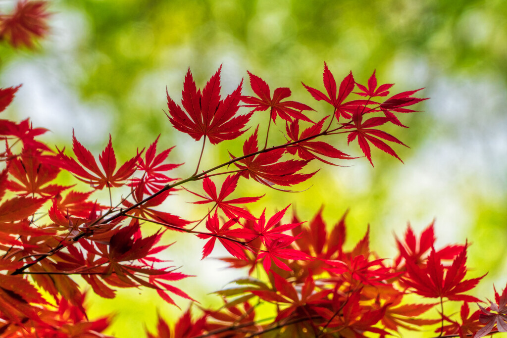 Red Maple Leaves by kvphoto